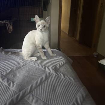 Cassidy -  Siamese Cat for Adoption in Melrose, Massachusetts - Cassidy | PetCurious