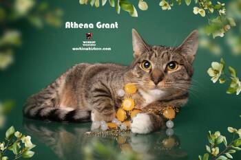 Rescue Egyptian Mau and Tabby Cats for Adoption in Hemet, California - ATHENA GRANT | PetCurious