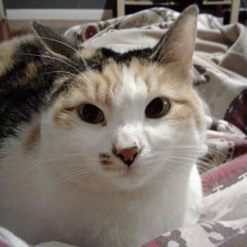 Porsha -  Domestic Short Hair Cat for Adoption in Philadelphia, Pennsylvania - Porsha | PetCurious