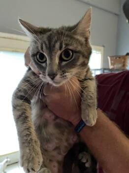 Rescue Domestic Short Hair Cats for Adoption in Dalton, Georgia - Jewel | PetCurious