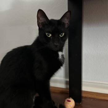 Rescue Tuxedo and Domestic Short Hair Cats for Adoption in South Houston, Texas - Chocolita | PetCurious