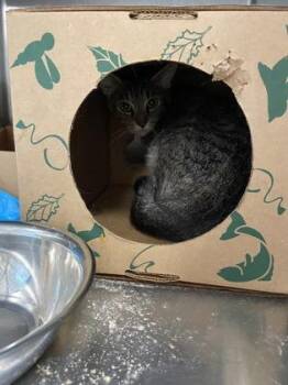 Fiona FKA cat 6 -  Domestic Short Hair Cat for Adoption in West Chester, Pennsylvania - Fiona FKA Cat 6 | PetCurious