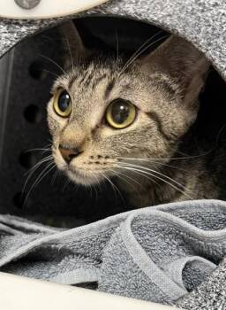 Domestic Short Hair Cats Available for Adoption - Passion Fruit | PetCurious