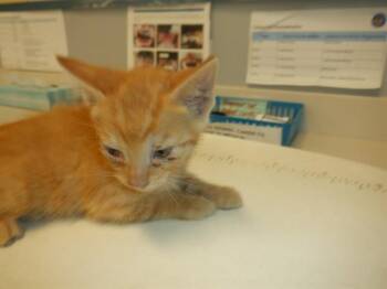 Domestic Short Hair Cats Available for Adoption in San Jose, California - CHEETO | PetCurious