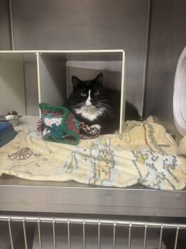 Bojangles -  Domestic Medium Hair Cat for Adoption in Cranston, Rhode Island - Bojangles | PetCurious