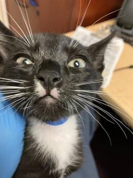 A760565 -  Domestic Short Hair Cat for Adoption in Long Beach, California - A760565 | PetCurious