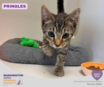 Pringles -  Domestic Short Hair Cat for Adoption in Eighty Four, Pennsylvania - Pringles | PetCurious