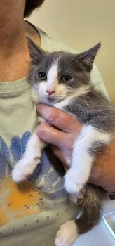 Rescue Domestic Short Hair Cats for Adoption in Powder Springs, Georgia - Eenie | PetCurious