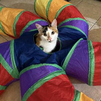 Flower -  Domestic Short Hair Cat for Adoption in Tustin, California - Flower | PetCurious