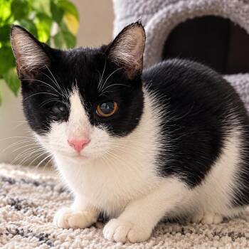 Winnie -  Domestic Short Hair Cat for Adoption in Newark, New Jersey - Winnie | PetCurious
