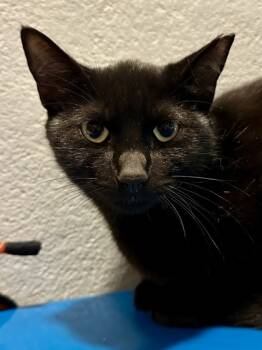 Rescue Domestic Short Hair Cats for Adoption in Wichita, Kansas - Pop | PetCurious