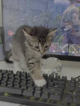 Domestic Short Hair Cats Available for Adoption in Charlotte, North Carolina - SKITTLES | PetCurious
