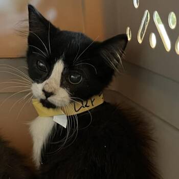 Teagan FKA LKF5 -  Domestic Short Hair Cat for Adoption in Leander, Texas - Teagan FKA LKF5 | PetCurious