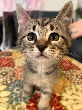 Delores G. -  Domestic Short Hair Cat for Adoption in West Peoria, Illinois - Delores G. | PetCurious