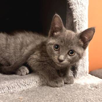 Coolidge -  Russian Blue and Domestic Short Hair Cat for Adoption in Chattanooga, Tennessee - Coolidge | PetCurious