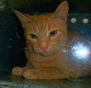Reggae (Working Cat) -  Domestic Short Hair Cat for Adoption in Plover, Wisconsin - Reggae (Working Cat) | PetCurious
