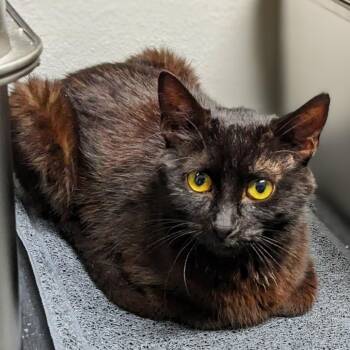 Jeni -  Domestic Short Hair Cat for Adoption in Garfield, Arkansas - Jeni | PetCurious