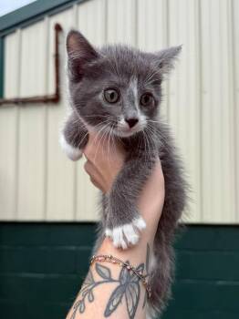 Satin -  Domestic Short Hair Cat for Adoption in Leitchfield, Kentucky - Satin | PetCurious