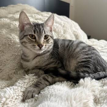 Domestic Short Hair Cats Available for Adoption in Spokane, Washington - Curtis | PetCurious