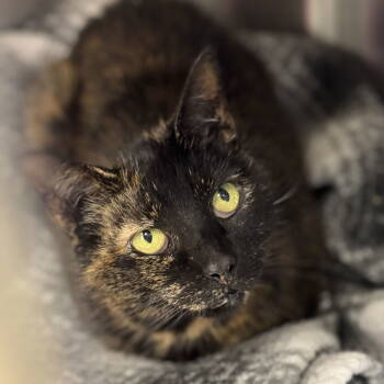 Rescue Tortoiseshell Cats for Adoption in Winchendon, Massachusetts - Butter | PetCurious