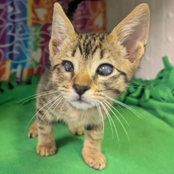 Meatball -  Domestic Short Hair Cat for Adoption - Meatball | PetCurious