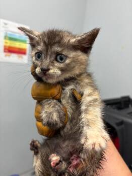 Wild Petunia -  Domestic Short Hair Cat for Adoption in Bloomington, Indiana - Wild Petunia | PetCurious