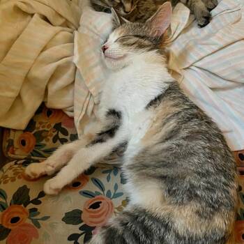 Pauline -  Domestic Short Hair Cat for Adoption in Evanston, Illinois - Pauline | PetCurious