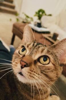 Eppy (sweet girl) watch video -  Domestic Short Hair Cat for Adoption in Port Orange, Florida - Eppy (sweet Girl) Watch Video | PetCurious