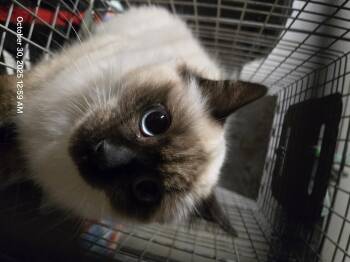 Rescue Siamese Cats for Adoption in Hoopa, California - Barn Cat | PetCurious
