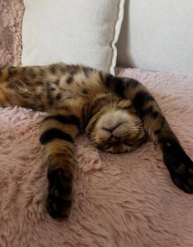 Princess Rahja -  Bengal Cat for Adoption in Riverside, California - Princess Rahja | PetCurious