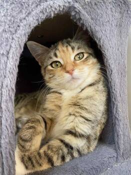 Rescue Domestic Short Hair Cats for Adoption - Pumpy-Umpy-Umpkin | PetCurious