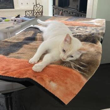 Siamese Cats Available for Adoption - Sweet Pea | PetCurious