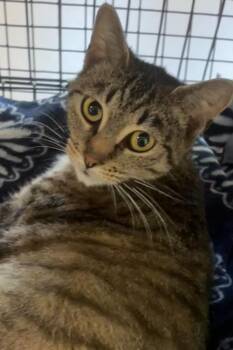 Domestic Short Hair Cats Available for Adoption in Elizabethton, Tennessee - TABBIE | PetCurious