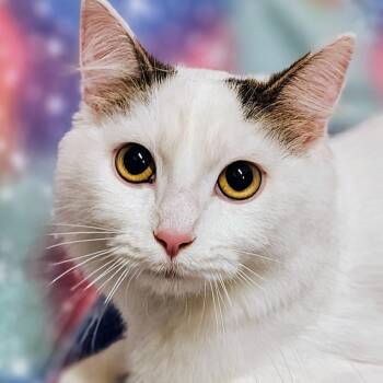 Lily - Rancho Cucamonga PetSmart -  Domestic Medium Hair Cat for Adoption in Yorba Linda, California - Lily - Rancho Cucamonga PetSmart | PetCurious