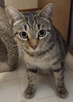 Domestic Short Hair Cats Available for Adoption - Holiday | PetCurious