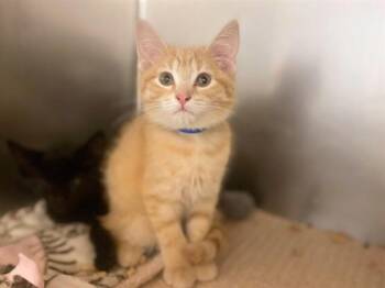 GINGER -  Domestic Short Hair Cat for Adoption in Fort Wayne, Indiana - GINGER | PetCurious