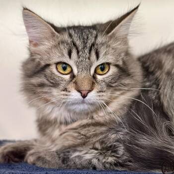 Leopold -  Domestic Long Hair Cat for Adoption in Victor, New York - Leopold | PetCurious