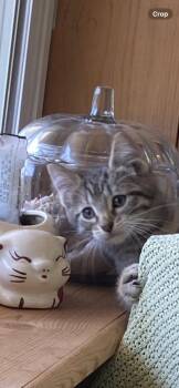 Rescue Domestic Short Hair Cats for Adoption in Springfield, Missouri - Ess-K | PetCurious