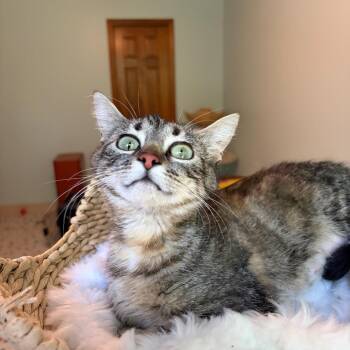 Kris Kardashian -  Domestic Short Hair Cat for Adoption in Bloomington, Illinois - Kris Kardashian | PetCurious