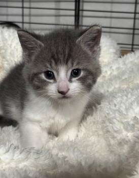 Leia -  Domestic Short Hair Cat for Adoption in Port Washington, Wisconsin - Leia | PetCurious