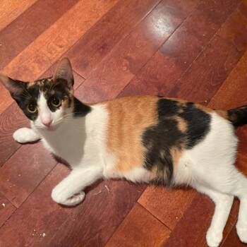 Rescue Domestic Short Hair Cats for Adoption in Los Angeles, California - Nest | PetCurious