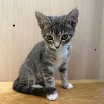 Rescue Domestic Short Hair Cats for Adoption in Victoria, British Columbia - Toaster | PetCurious