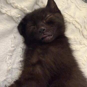 Gary -  Domestic Short Hair Cat for Adoption in Chicago, Illinois - Gary | PetCurious