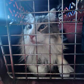 Minx -  Domestic Long Hair and Ragdoll Cat Available for Adoption in Grantsville, Utah - Minx | PetCurious