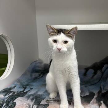 Domestic Short Hair Cats Available for Adoption in Chaska, Minnesota - Donkey | PetCurious