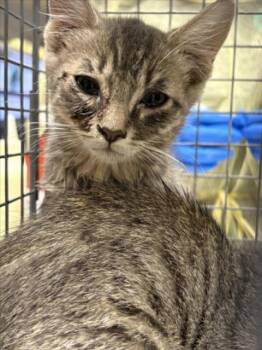 TAME IMPALA -  Domestic Short Hair Cat for Adoption in Las Vegas, Nevada - TAME IMPALA | PetCurious