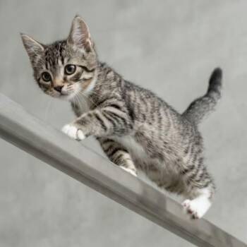 JETSTAR -  Tabby Cat for Adoption in Delhi, Ontario - JETSTAR | PetCurious