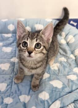 Pita -  Domestic Short Hair and Tabby Cat for Adoption in Emerald Isle, North Carolina - Pita | PetCurious