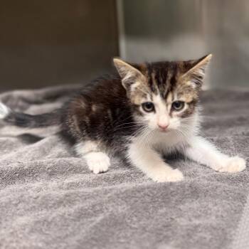 Luci -  Domestic Short Hair Cat for Adoption in Starkville, Mississippi - Luci | PetCurious