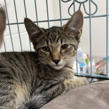 Riley -  Domestic Short Hair Cat for Adoption in Brownsboro, Alabama - Riley | PetCurious